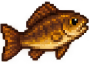 Schwarzbarsch